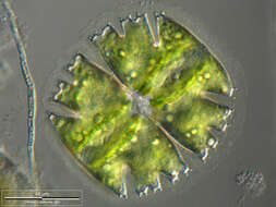 Image of Micrasterias truncata Brébisson ex Ralfs 1848