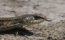 Image de Heterodon Latreille ex Sonnini & Latreille 1801