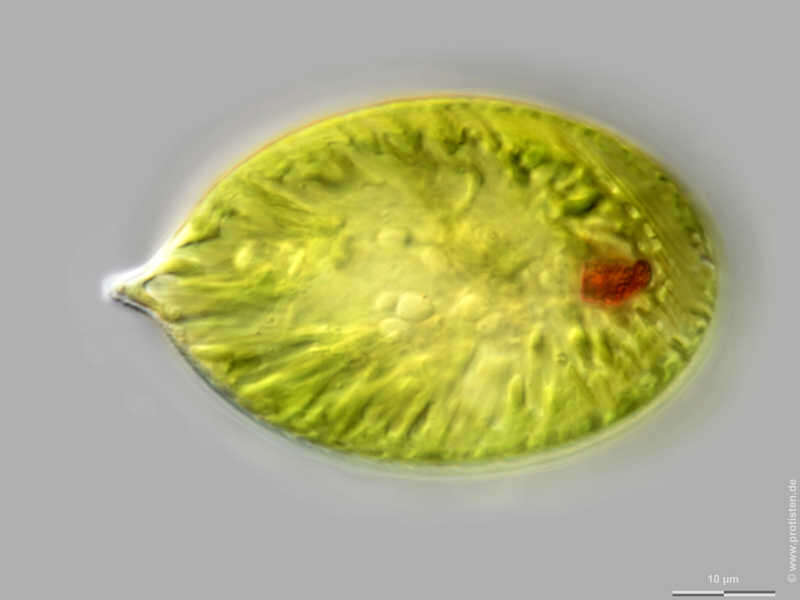 Image de Euglena Ehrenberg 1830