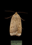 Abagrotis resmi