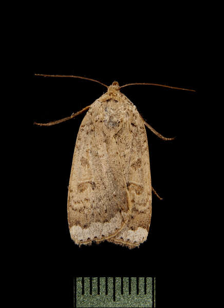 Abagrotis resmi