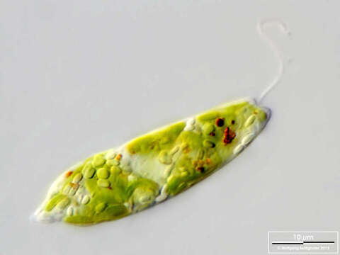 Image de Euglena gracilis