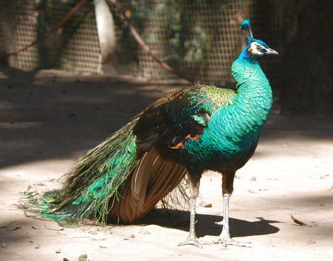 Imagem de Pavo muticus Linnaeus 1766