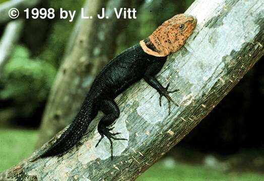 Image of Thornytail iguanas