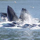 Image of Humpback whale
