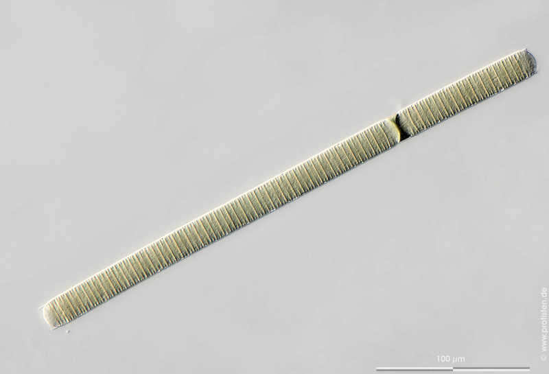 Image of Oscillatoria limosa