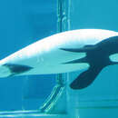 康氏矮海豚的圖片
