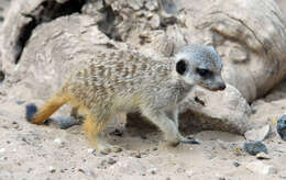 صورة Suricata Desmarest 1804