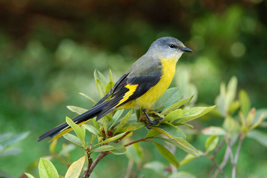 Image of Grey-chinned Minivet