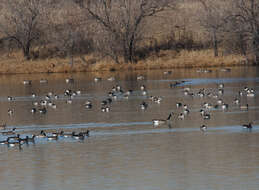 Image of Canada Goose