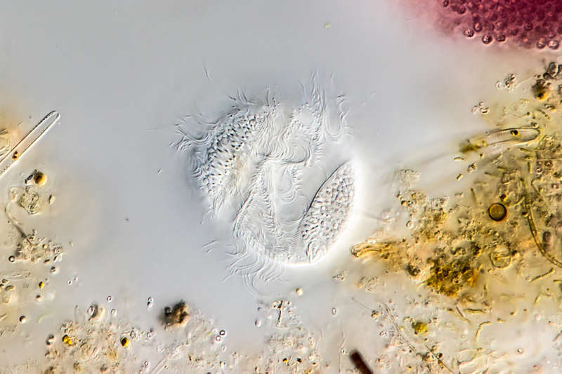 Image of Urocentridae