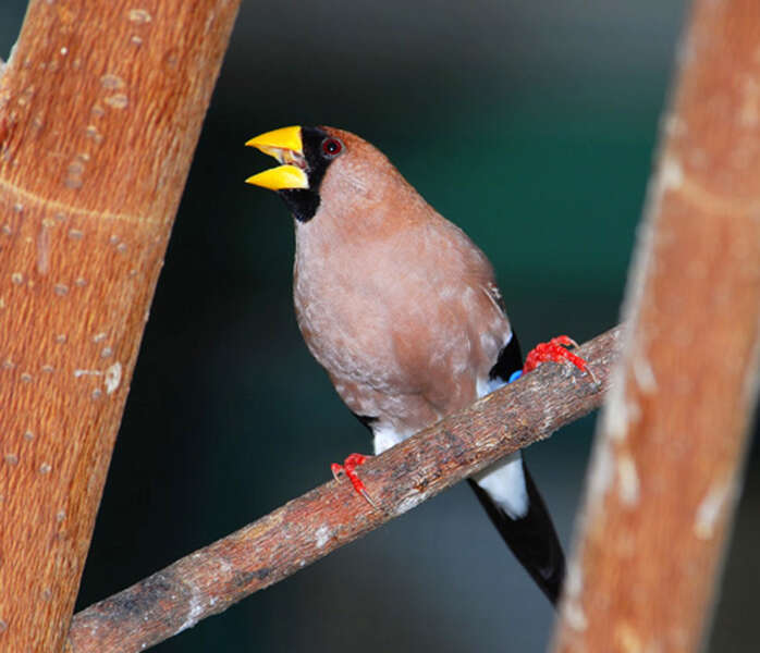 Image of Masked Finch