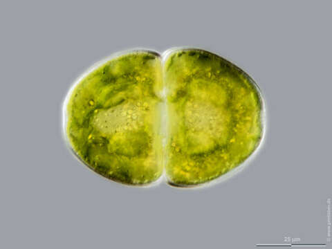 Image of Cosmarium pyramidatum var. convexum Willi Krieger & Gerloff 1965