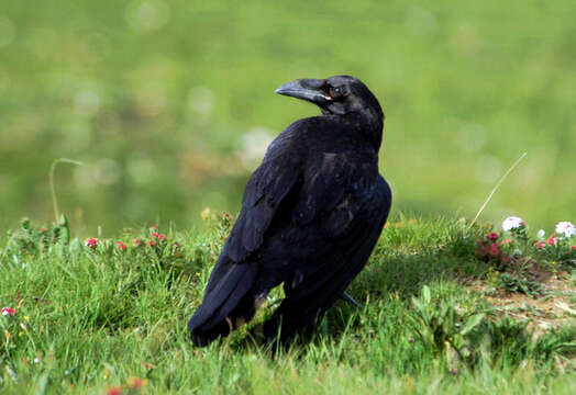 Image of Northern Raven