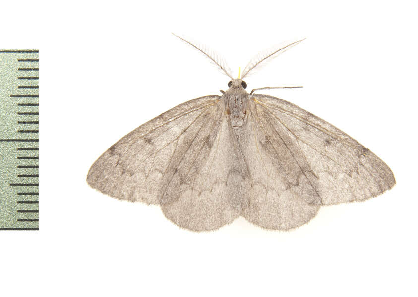 Image of Nepytia pellucidaria
