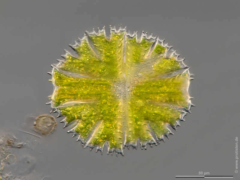Image of Micrasterias papillifera