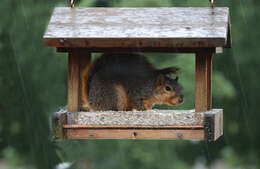 Image of Eastern Fox Squirrel