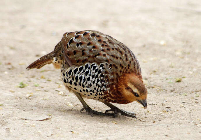 Image of Bamboo-partridges