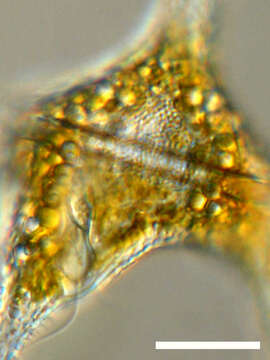 Image of Ceratium hirundinella