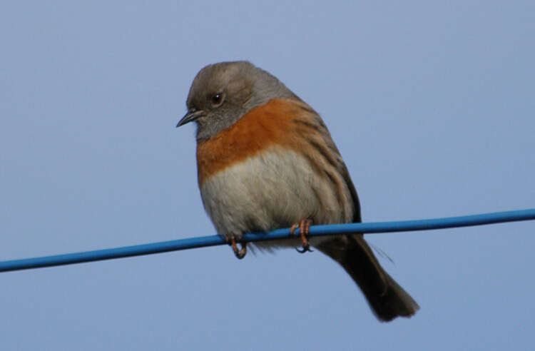 Image of Robin Accentor