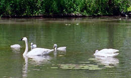 Image of Trumpeter Swan