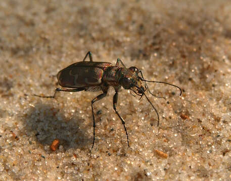 Image of Bronzed Tiger Beetle