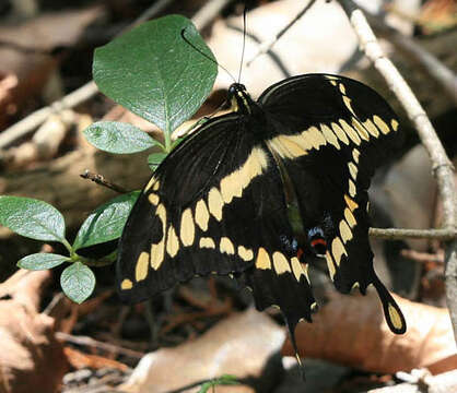 Sivun Papilio cresphontes Cramer (1777) kuva