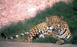 Image de jaguar