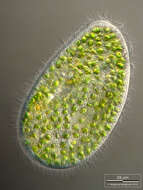 Paramecium bursaria的圖片