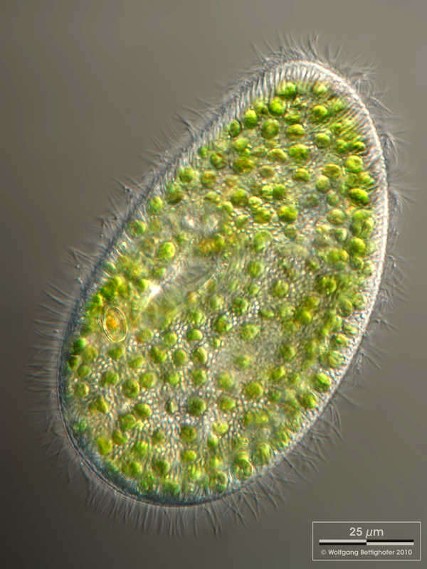 Paramecium bursaria的圖片