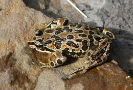 Image of Asian frogs