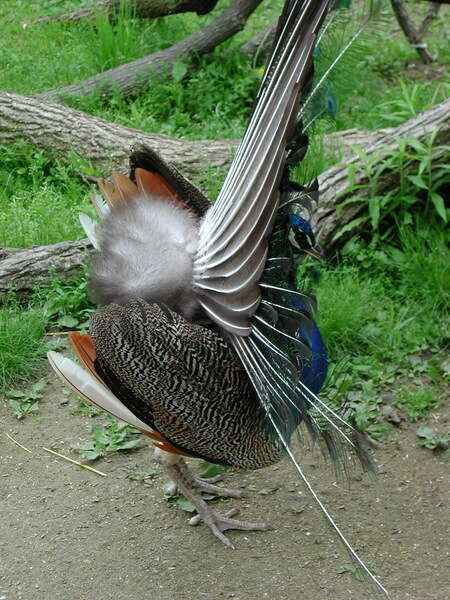 Image of Asiatic peafowl