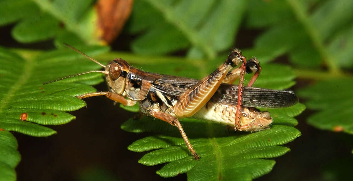 Image of Migratory Grasshopper