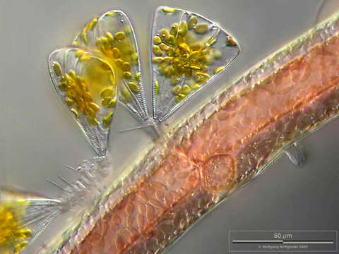 Plancia ëd Licmophora juergensii