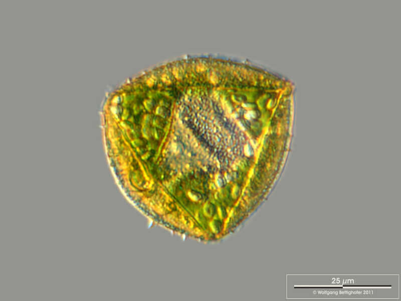 Image of Peridiniaceae