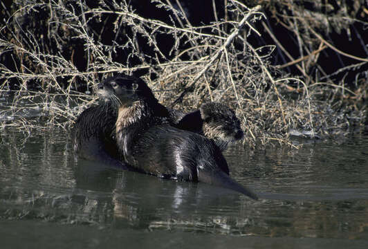 Image of Otter sp.