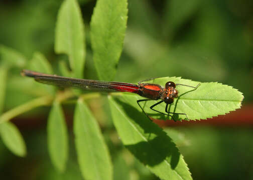 Image of American Rubyspot