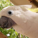 Image of Sulphur-crested Cockatoo