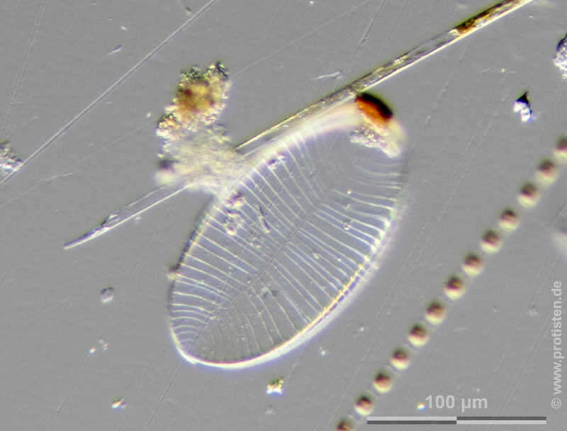 Surirella elegans Ehrenberg resmi