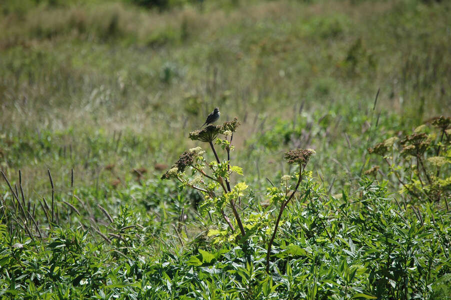 Image of Song Sparrow