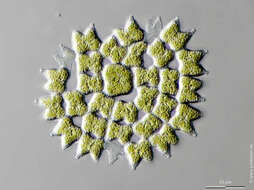 Image of Pediastrum subgranulatum (Raciborski) J. Komárek & V. Jankovsk