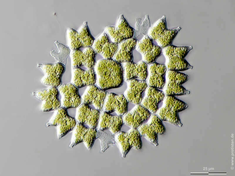 Sivun Pediastrum subgranulatum (Raciborski) J. Komárek & V. Jankovsk kuva