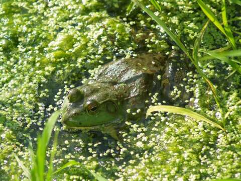 Imagem de Lithobates clamitans clamitans