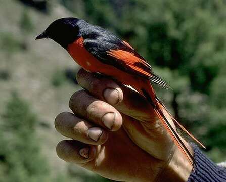 Image of Orange Minivet