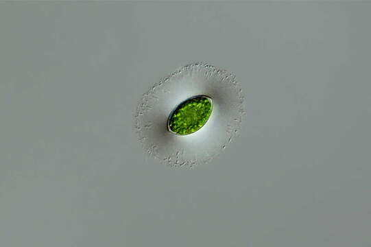 Spirogyra Link 1820 resmi