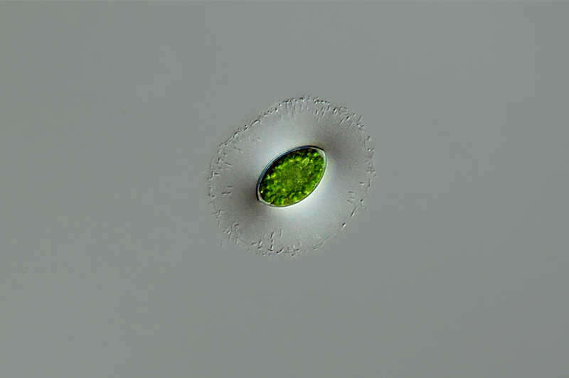 Spirogyra Link 1820 resmi