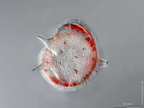 صورة Protoperidinium depressum