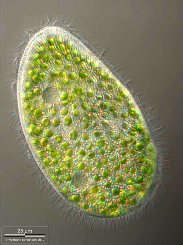 Paramecium bursaria的圖片