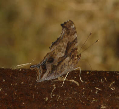 Слика од Polygonia interrogationis Fabricius 1798