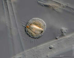 Image of Nucleariidae